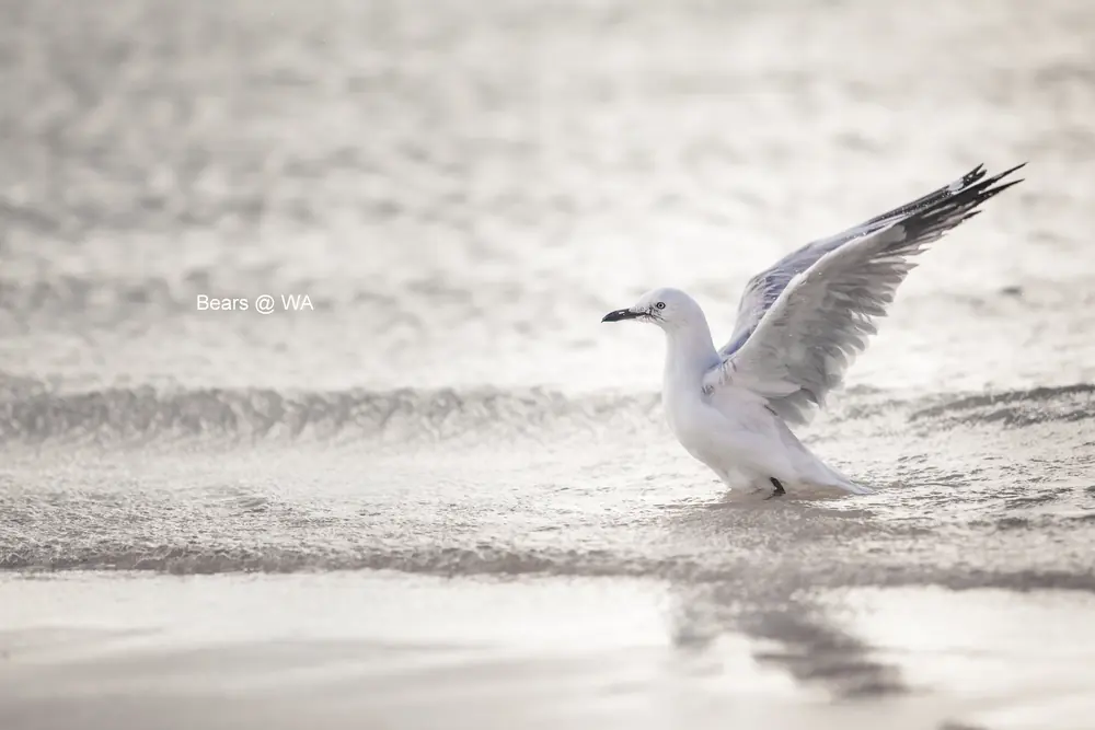 A seagull spreads its wings at the edge of the sea.
