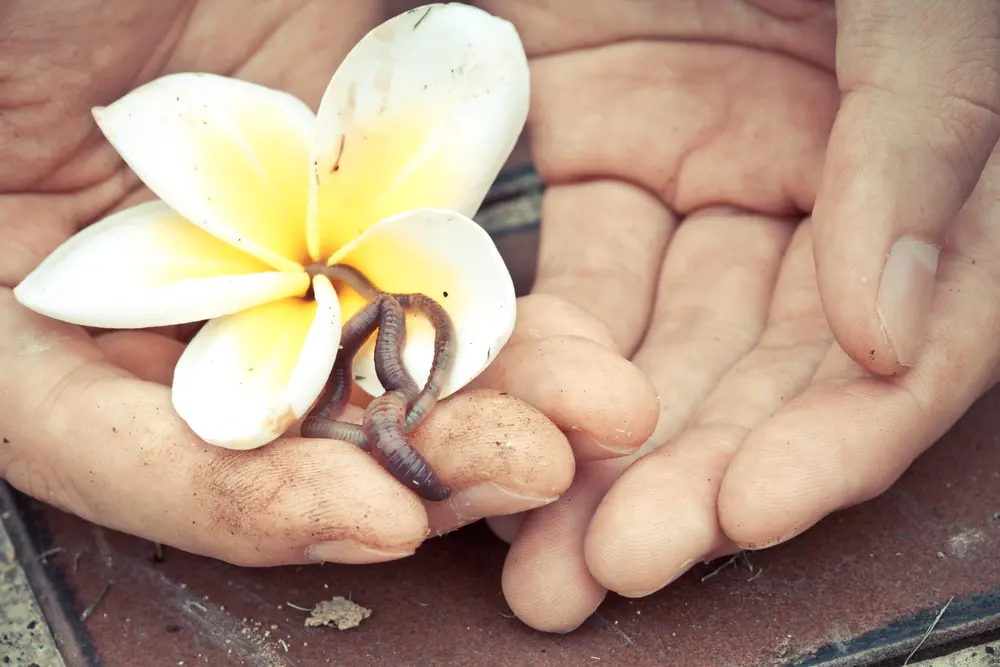 A frangipani flower and an earthworm in a pair of open hands.